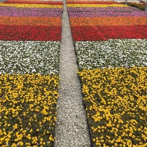 Meet your Posher, Dana